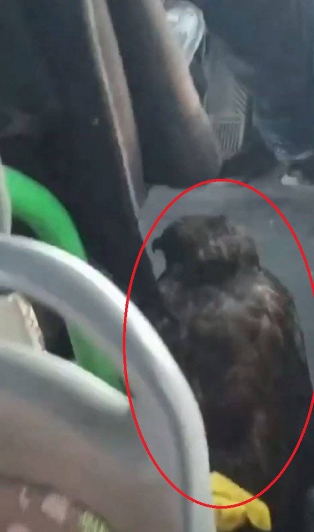 Foto - Otobüse binen yolcular, şoförün yanına bakınca şoke oldu! Herkes "Bunun burada ne işi var?" diye birbirine sordu! Olacak şey değil