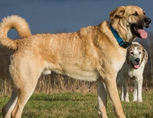 Foto - Otomobil fiyatına kangal!