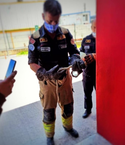 Foto - Otomobil içindeki yılan doğaya bırakıldı