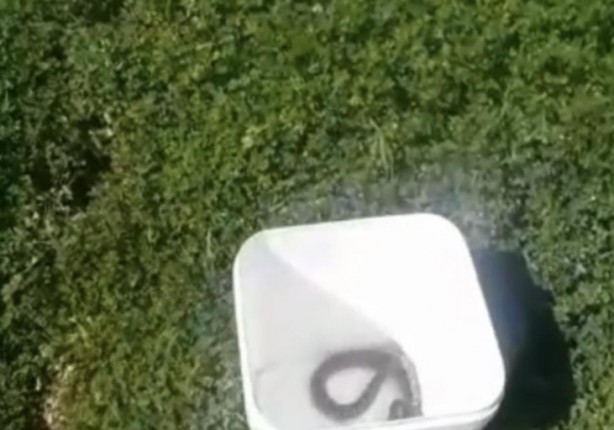 Foto - Otomobil içindeki yılan doğaya bırakıldı