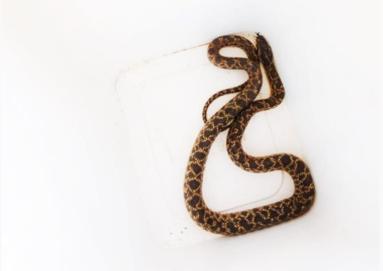 Foto - Otomobil içindeki yılan doğaya bırakıldı