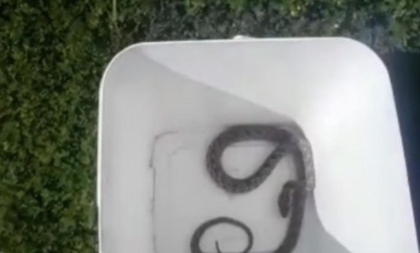 Otomobil içindeki yılan doğaya bırakıldı