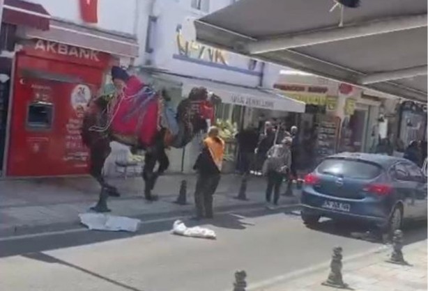 Otomobilden ürken deve ortalığı birbirine kattı