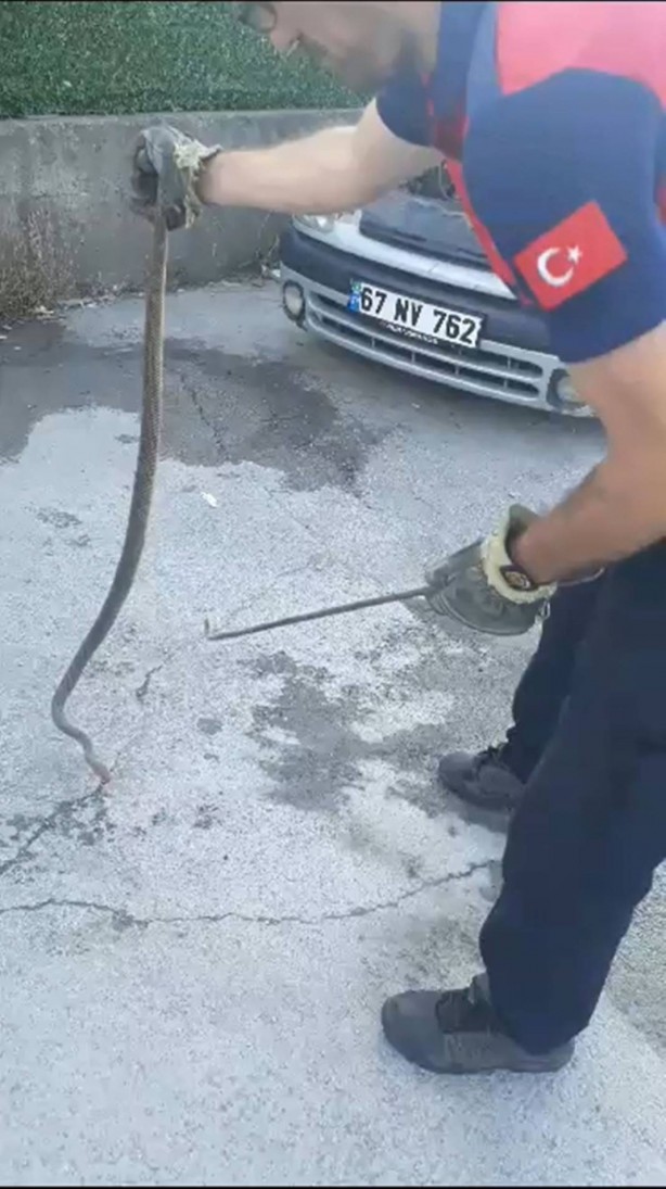 Foto - Otomobilin motorundan çıktı, görenler küçük dilini yuttu