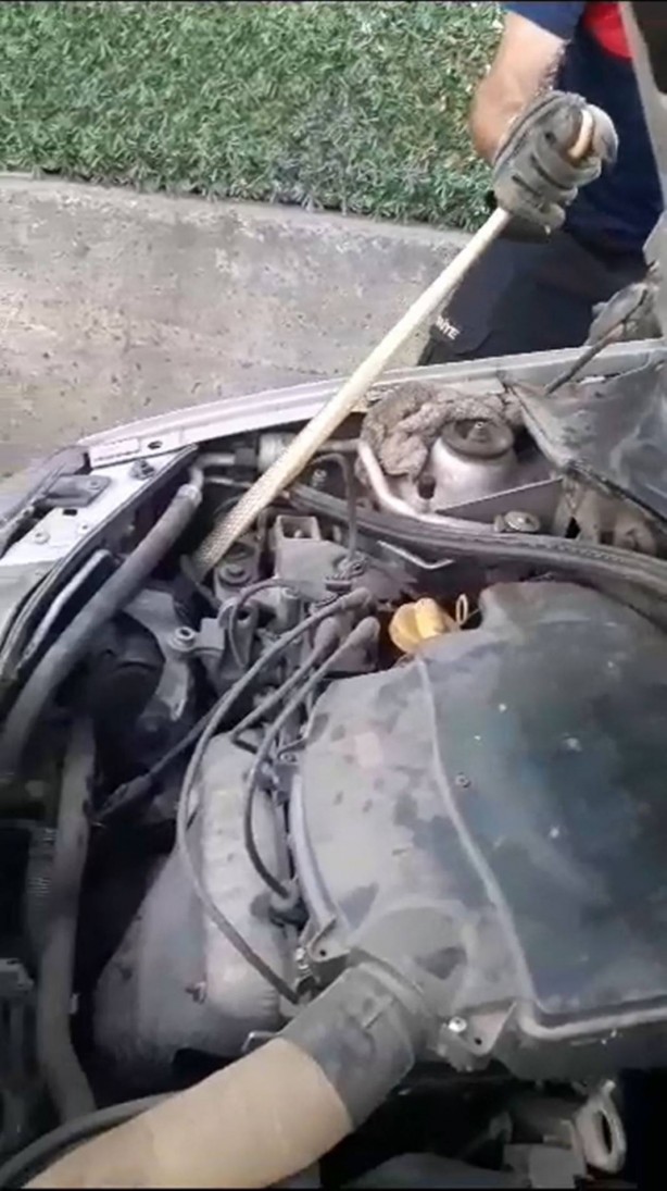 Foto - Otomobilin motorundan çıktı, görenler küçük dilini yuttu