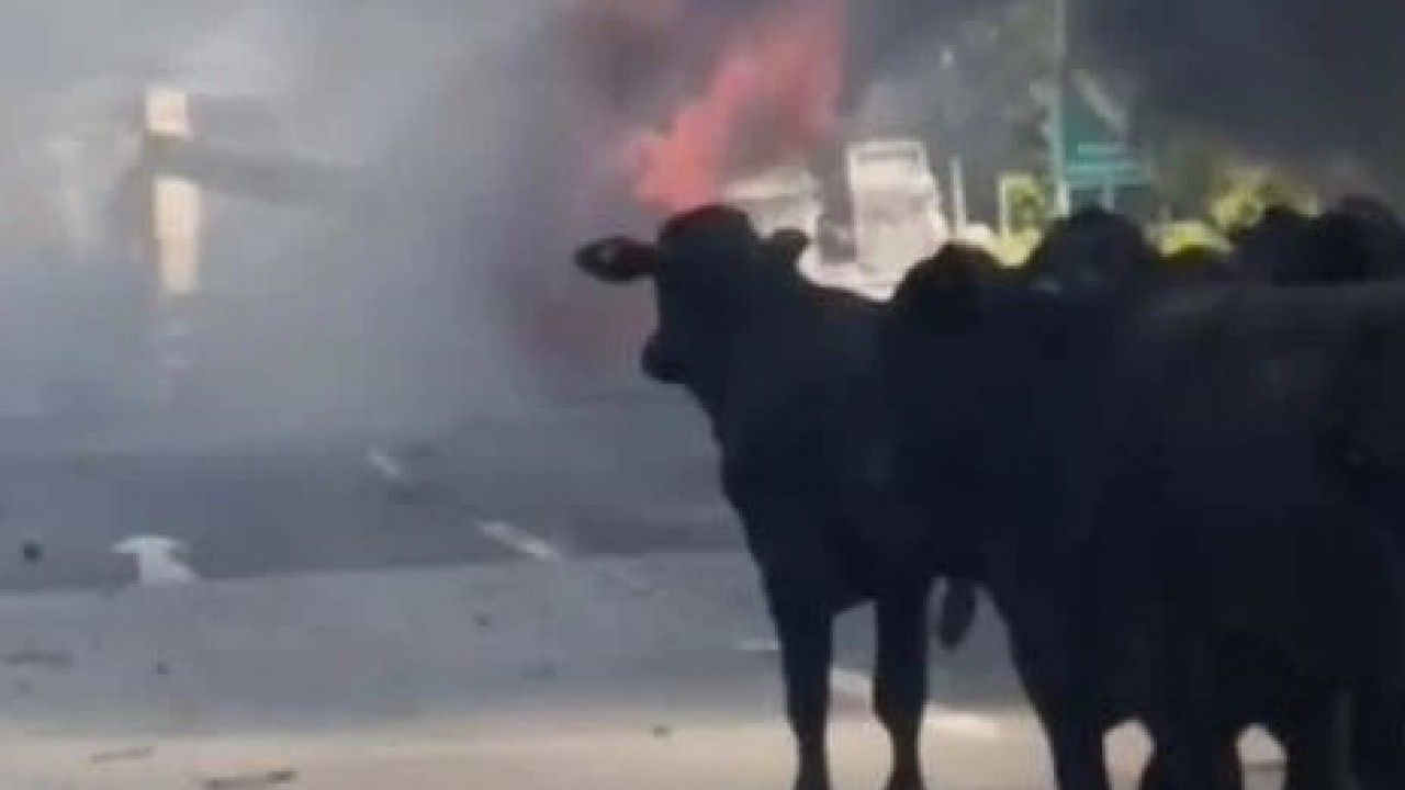 Foto - Otoyolda yangın paniği! Sürücü hayvanları son anda kurtardı