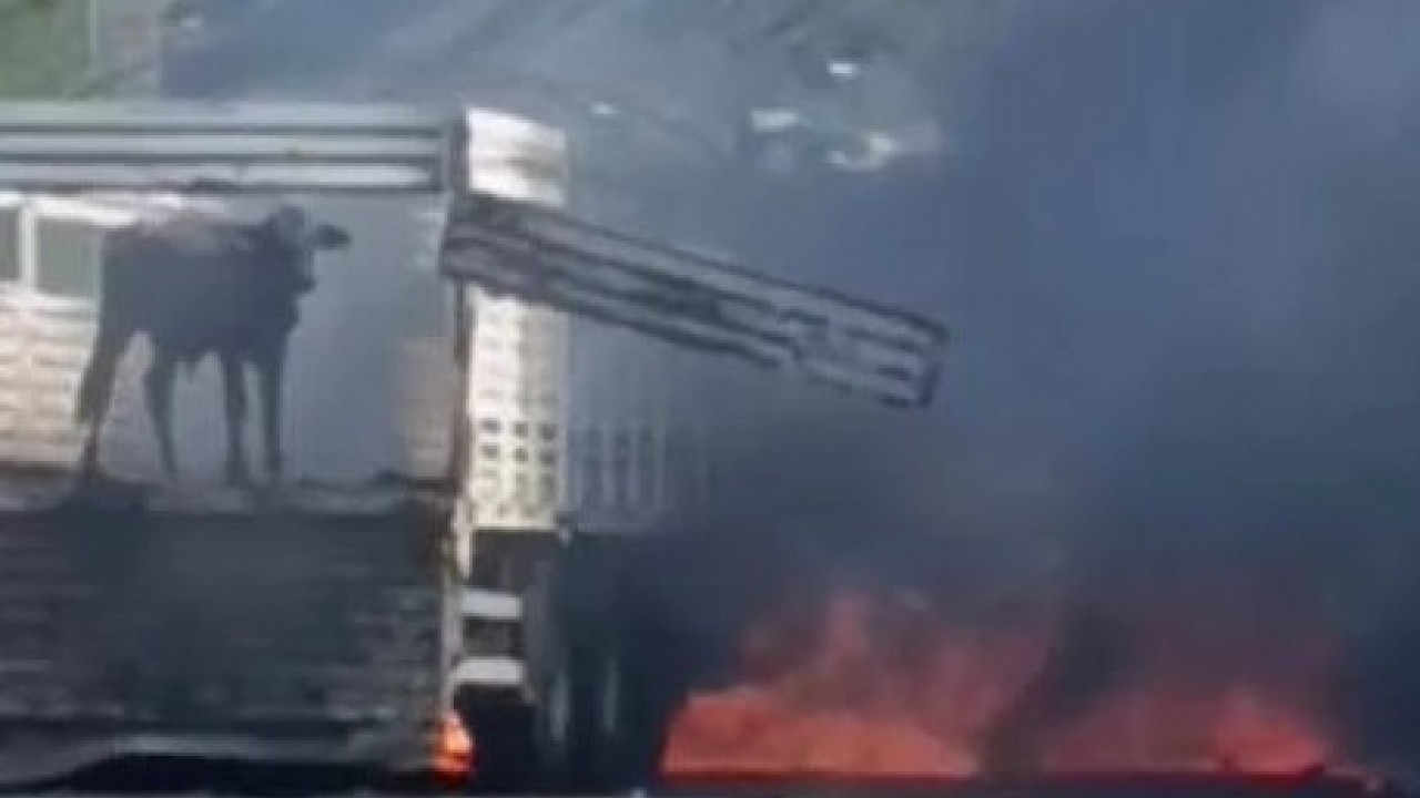 Foto - Otoyolda yangın paniği! Sürücü hayvanları son anda kurtardı