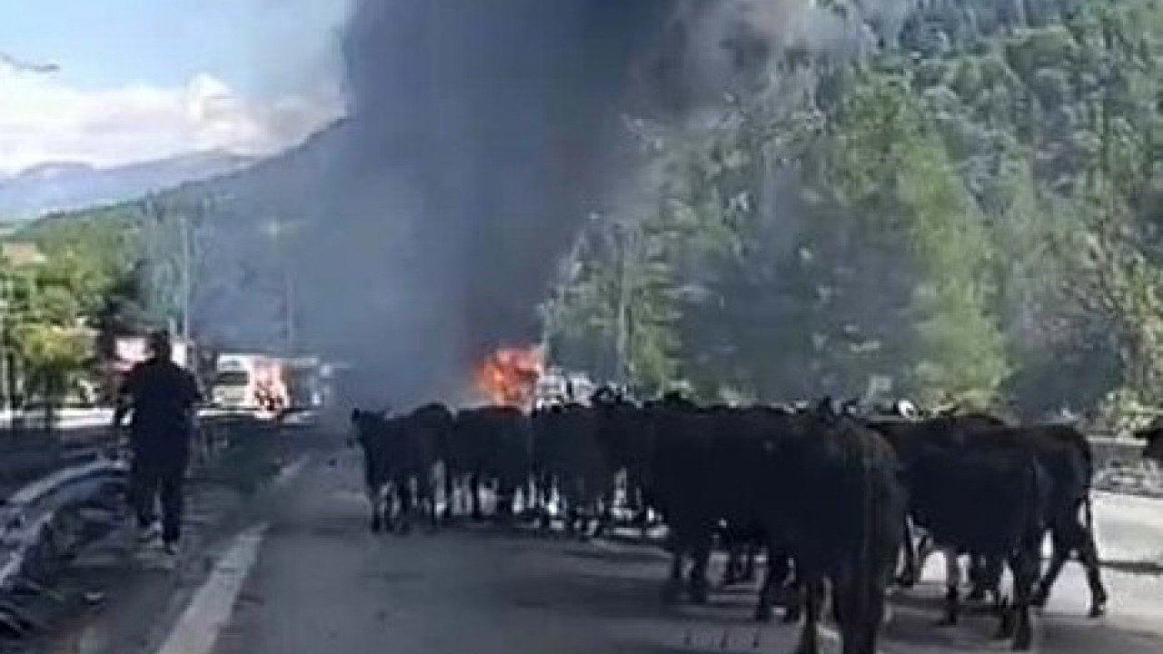 Otoyolda yangın paniği! Sürücü hayvanları son anda kurtardı