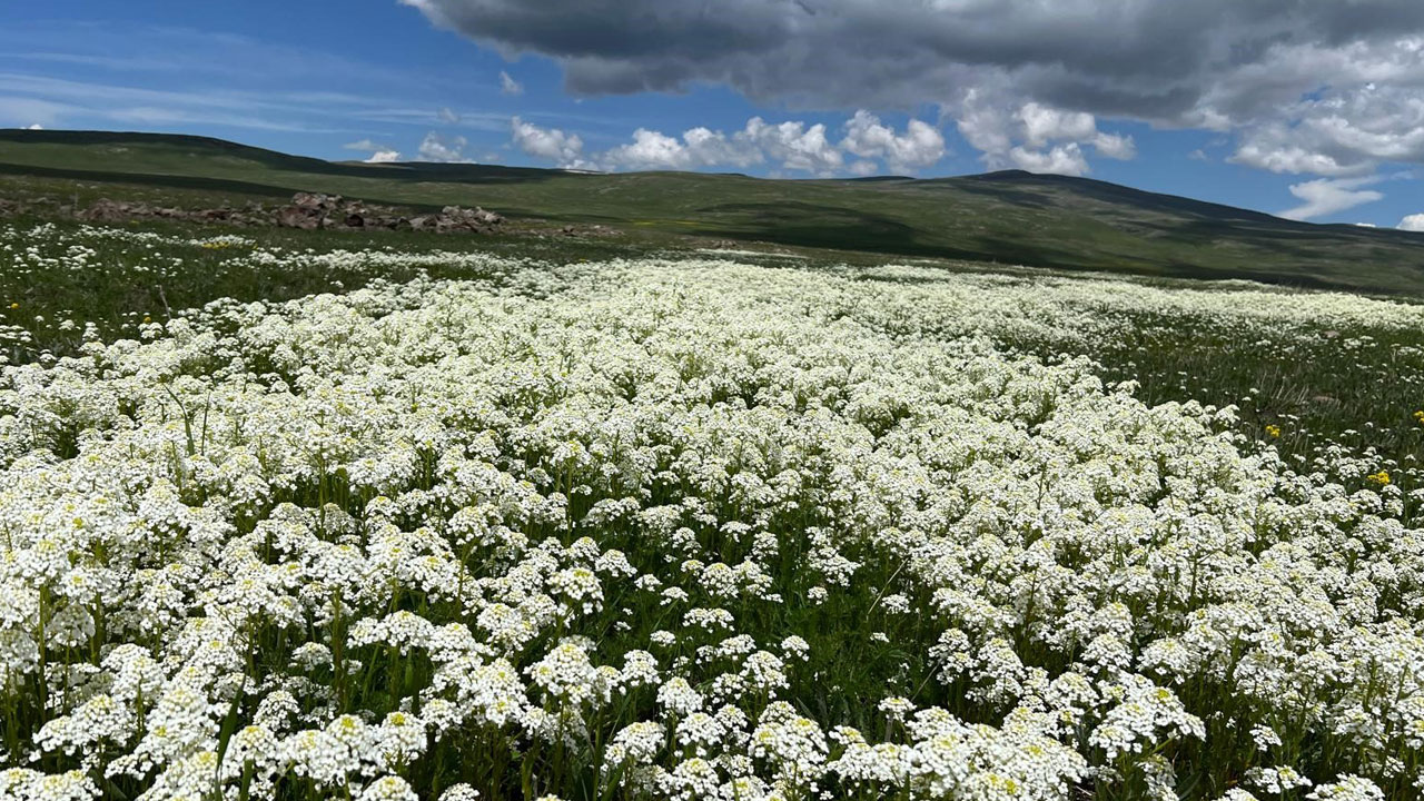 Foto - Ova değil adeta renk bahçesi! Kars’ta baharın en güzel hali Arpaçay’da