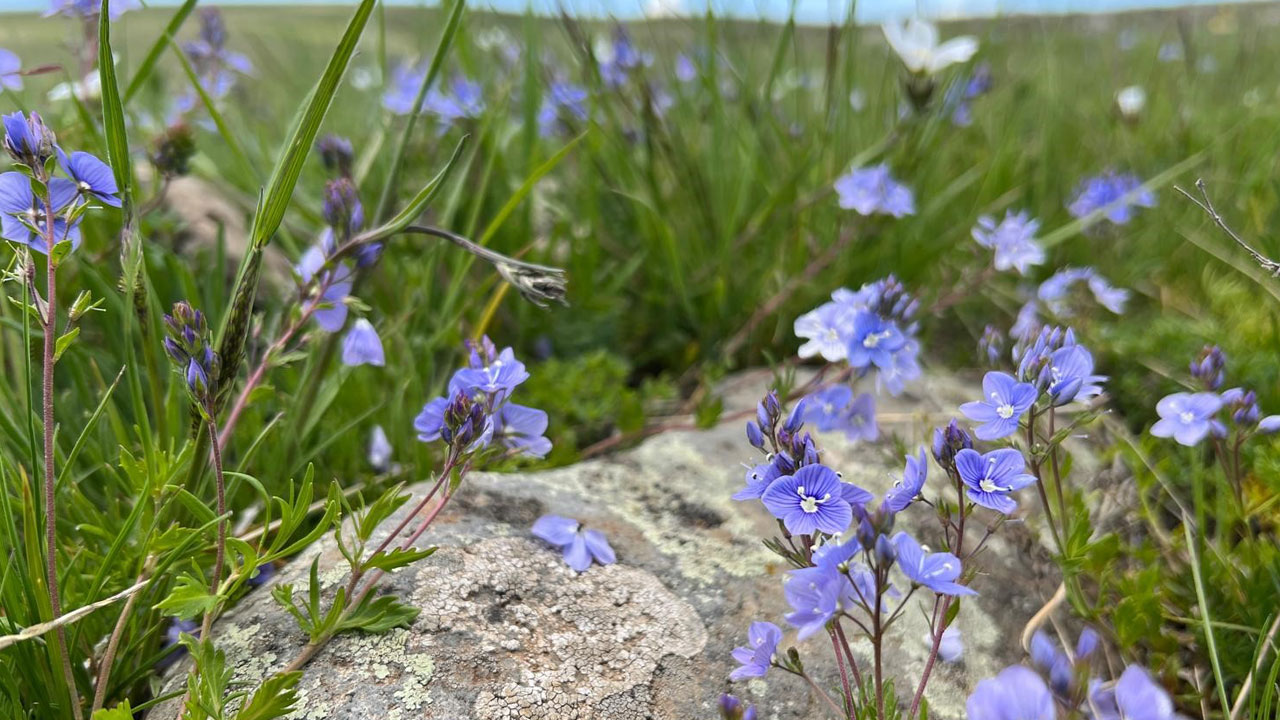 Foto - Ova değil adeta renk bahçesi! Kars’ta baharın en güzel hali Arpaçay’da