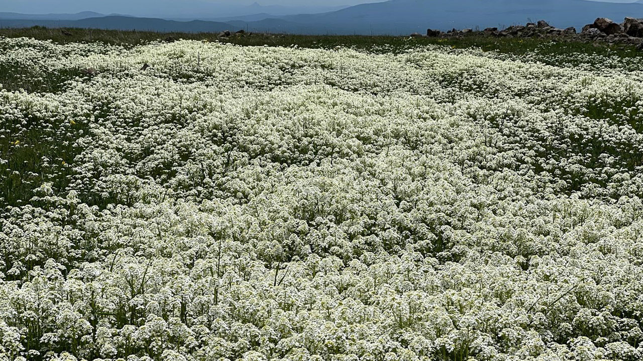 Foto - Ova değil adeta renk bahçesi! Kars’ta baharın en güzel hali Arpaçay’da