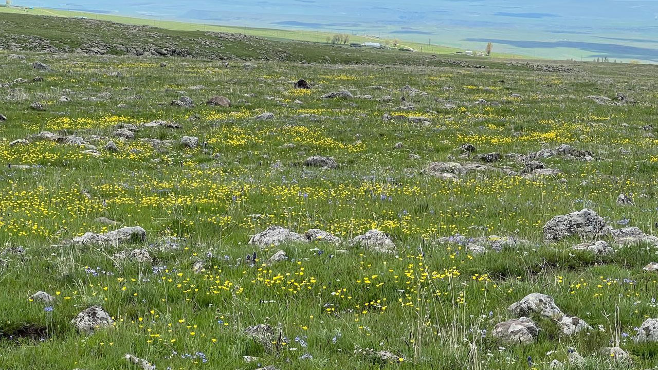 Foto - Ova değil adeta renk bahçesi! Kars’ta baharın en güzel hali Arpaçay’da