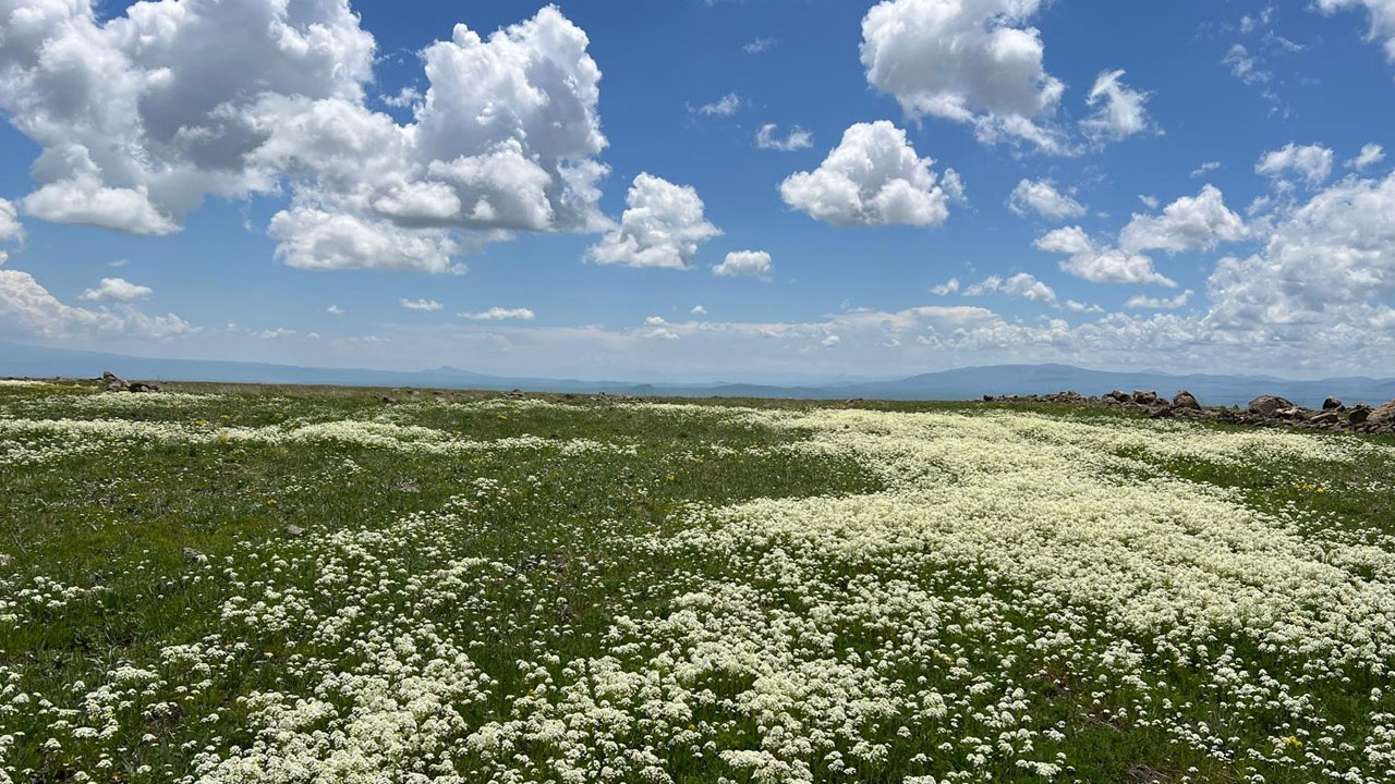 Ova değil adeta renk bahçesi! Kars’ta baharın en güzel hali Arpaçay’da
