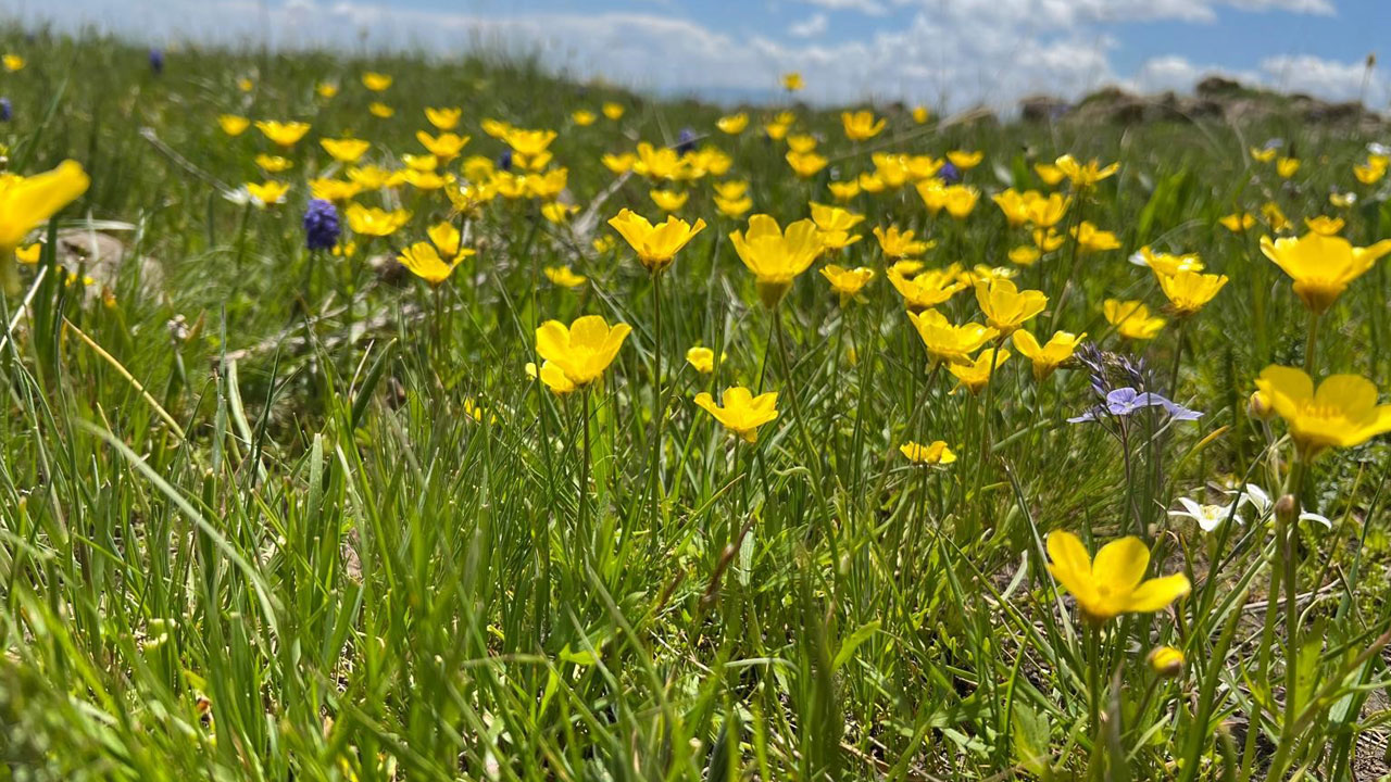 Foto - Ova değil adeta renk bahçesi! Kars’ta baharın en güzel hali Arpaçay’da