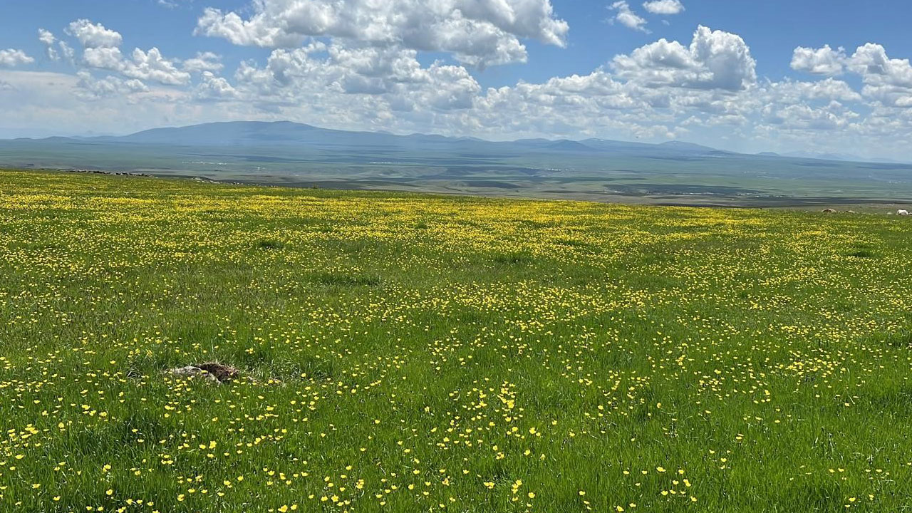 Foto - Ova değil adeta renk bahçesi! Kars’ta baharın en güzel hali Arpaçay’da