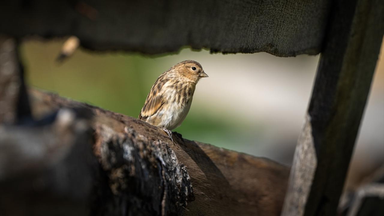 Ovit Dağı’na birde böyle bakın! Doğal yaşamıyla öne çıkıyor