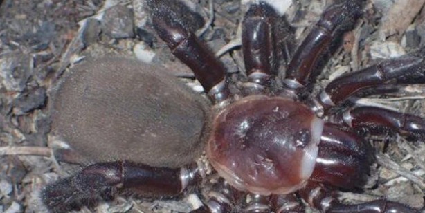 Foto - Öyle bir böcek ki onlarca yıl hayatta kalıyor! Avustralya’da yeni örümcek türü keşfedildi: Bilim dünyası şokta! 