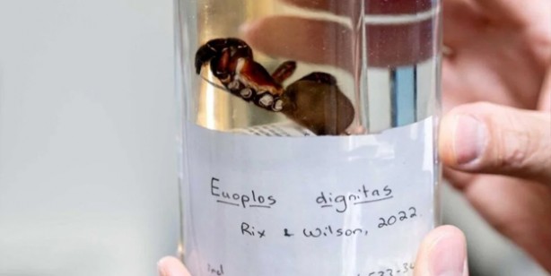 Foto - Öyle bir böcek ki onlarca yıl hayatta kalıyor! Avustralya’da yeni örümcek türü keşfedildi: Bilim dünyası şokta! 