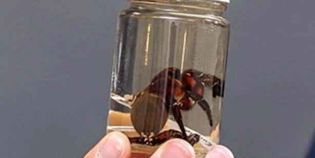 Foto - Öyle bir böcek ki onlarca yıl hayatta kalıyor! Avustralya’da yeni örümcek türü keşfedildi: Bilim dünyası şokta! 