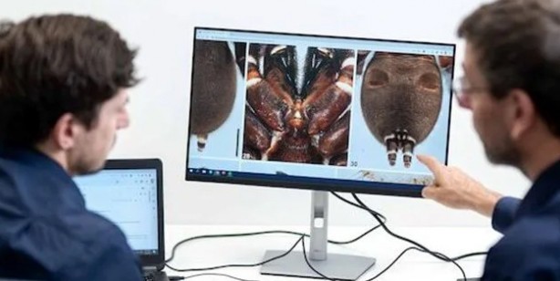 Foto - Öyle bir böcek ki onlarca yıl hayatta kalıyor! Avustralya’da yeni örümcek türü keşfedildi: Bilim dünyası şokta! 