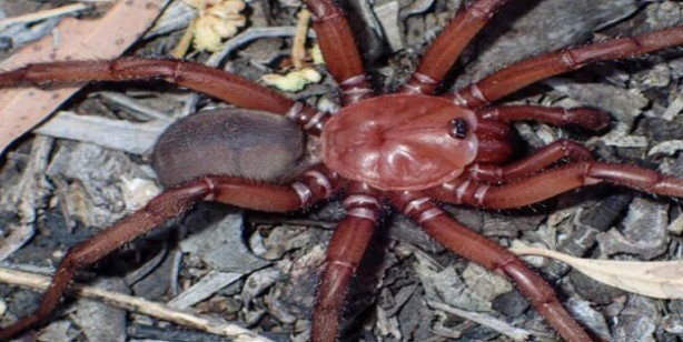 Foto - Öyle bir böcek ki onlarca yıl hayatta kalıyor! Avustralya’da yeni örümcek türü keşfedildi: Bilim dünyası şokta! 