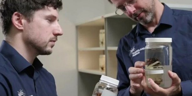 Öyle bir böcek ki onlarca yıl hayatta kalıyor! Avustralya’da yeni örümcek türü keşfedildi: Bilim dünyası şokta! 