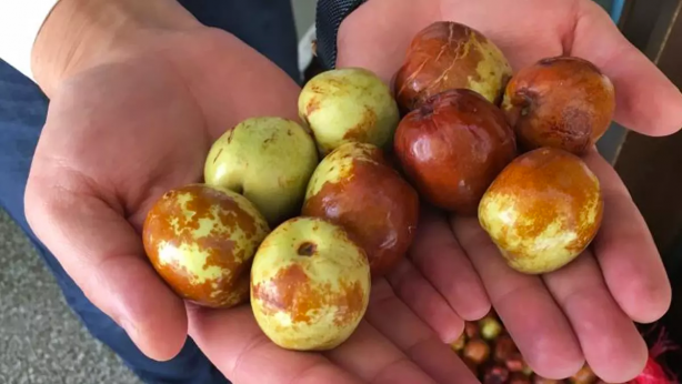 Foto - Öyle bir faydası çıktı ki, pazarcılar duyarsa zam yağmuruna tutar! Bu şeyin bir kaşığının bile yararı saymakla bitmiyor