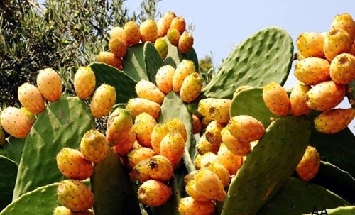 Foto - Öyle bir faydası var ki...