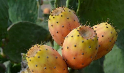 Foto - Öyle bir faydası var ki...