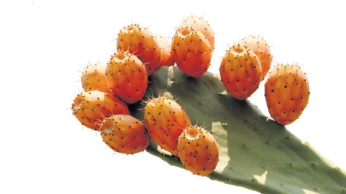 Foto - Öyle bir faydası var ki...