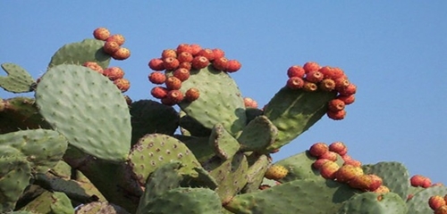 Foto - Öyle bir faydası var ki...