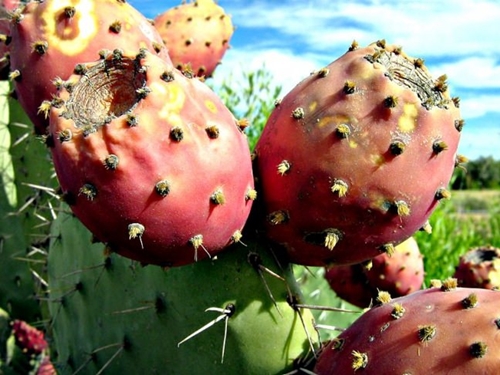 Foto - Öyle bir faydası var ki...