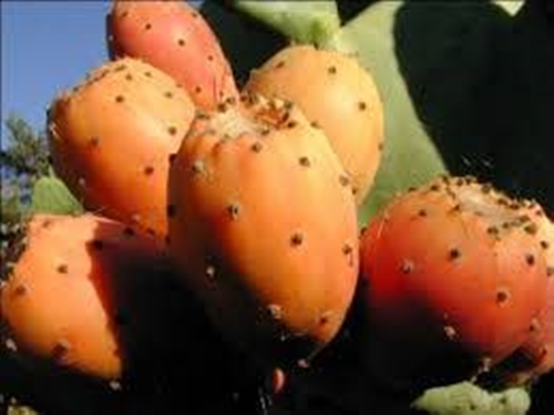 Foto - Öyle bir faydası var ki...