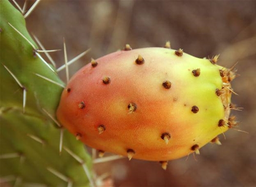 Foto - Öyle bir faydası var ki...