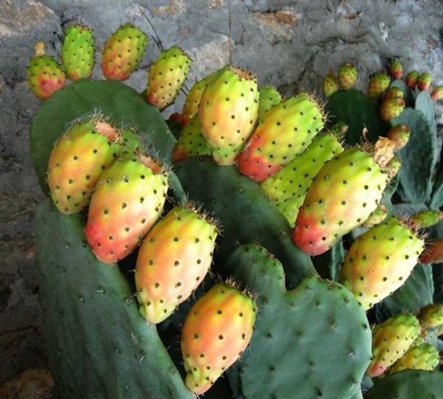 Foto - Öyle bir faydası var ki...