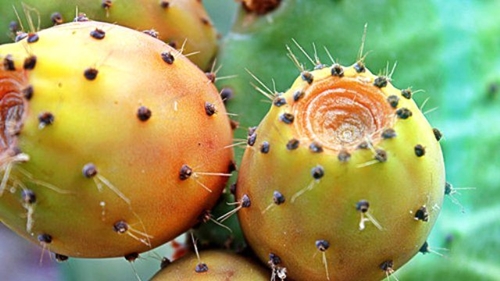 Foto - Öyle bir faydası var ki...