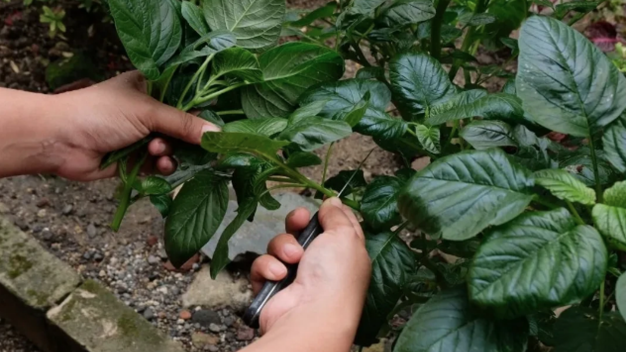 Öyle bir faydası var ki! Tüketmeden önce bir kez daha düşünün: Geleneksel tahıllardan farklı