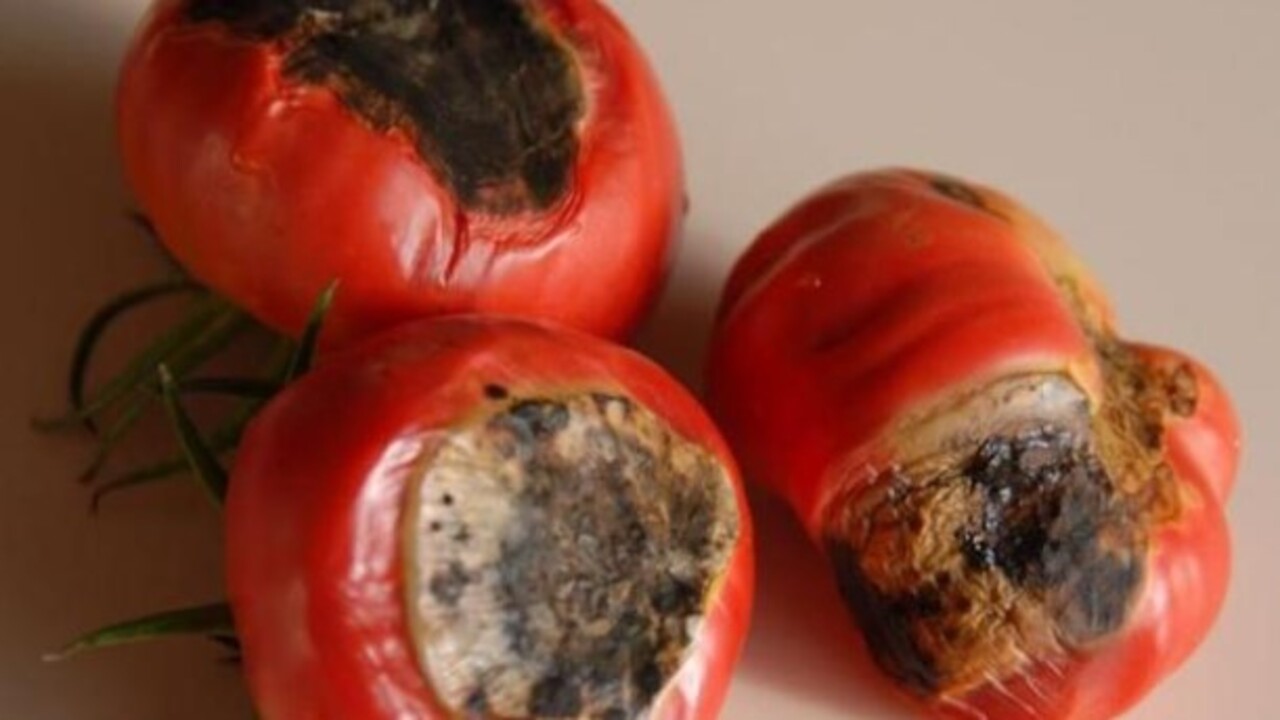 Foto - Öyle bir işe yarıyor ki..! Çürüyen domatesleri sakın çöpe atmayın