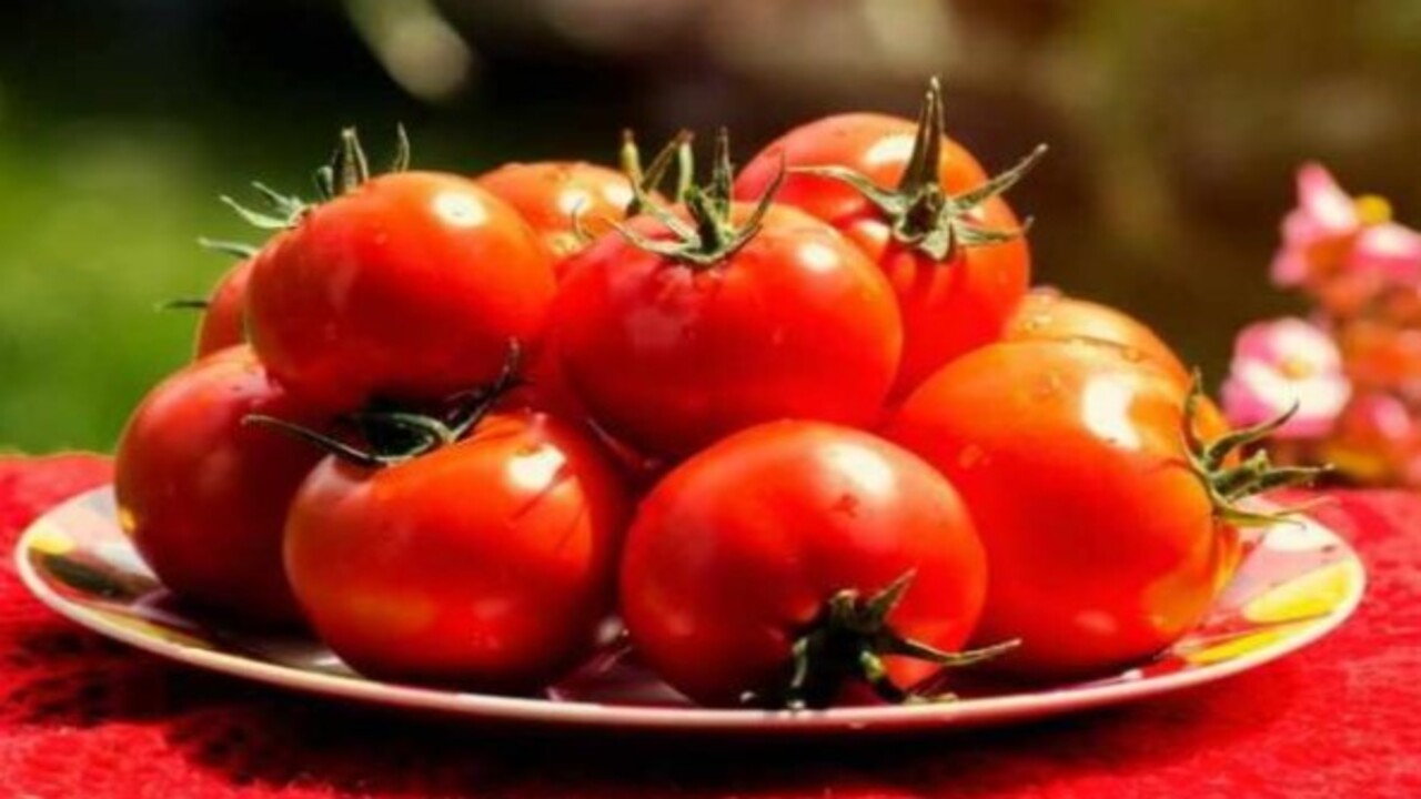 Foto - Öyle bir işe yarıyor ki..! Çürüyen domatesleri sakın çöpe atmayın