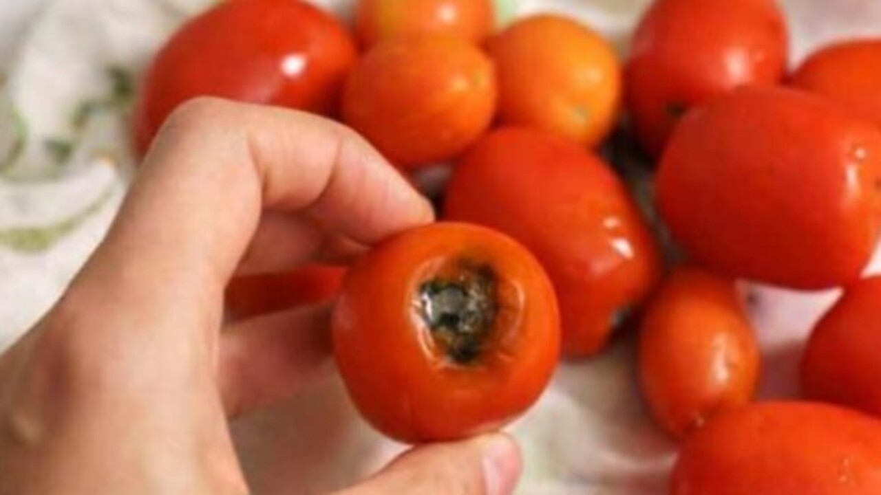 Foto - Öyle bir işe yarıyor ki..! Çürüyen domatesleri sakın çöpe atmayın