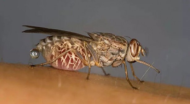 Foto - Öyle bir şeyle besleniyorlar ki… İşte dünyanın en tehlikeli böcekleri