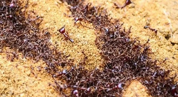 Foto - Öyle bir şeyle besleniyorlar ki… İşte dünyanın en tehlikeli böcekleri