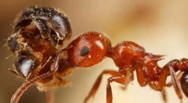 Foto - Öyle bir şeyle besleniyorlar ki… İşte dünyanın en tehlikeli böcekleri