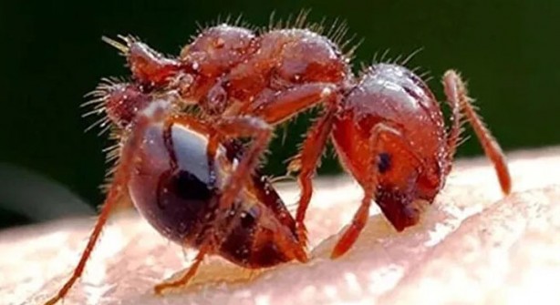 Foto - Öyle bir şeyle besleniyorlar ki… İşte dünyanın en tehlikeli böcekleri