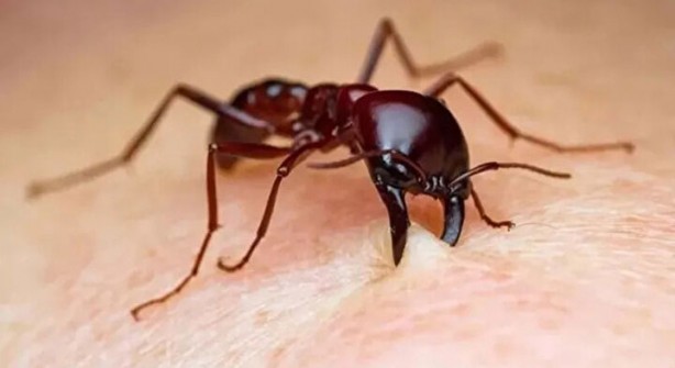 Foto - Öyle bir şeyle besleniyorlar ki… İşte dünyanın en tehlikeli böcekleri