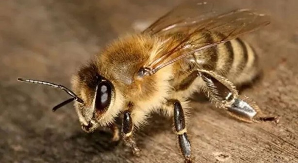 Foto - Öyle bir şeyle besleniyorlar ki… İşte dünyanın en tehlikeli böcekleri