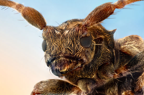 Öyle bir şeyle besleniyorlar ki… İşte dünyanın en tehlikeli böcekleri