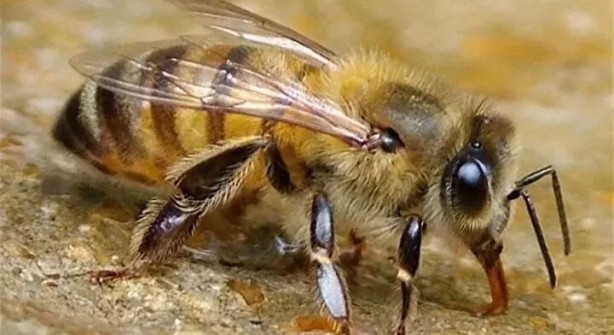 Foto - Öyle bir şeyle besleniyorlar ki… İşte dünyanın en tehlikeli böcekleri