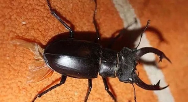 Foto - Öyle bir şeyle besleniyorlar ki… İşte dünyanın en tehlikeli böcekleri