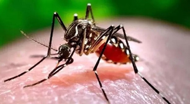 Foto - Öyle bir şeyle besleniyorlar ki… İşte dünyanın en tehlikeli böcekleri